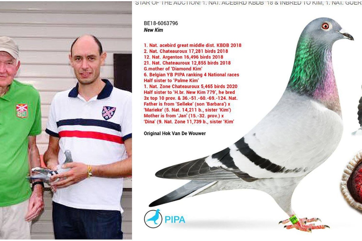 New Kim est le pigeon le plus cher du monde: mis aux enchères à 200 euros, il va être vendu pour au moins 1,3 million d'euros !