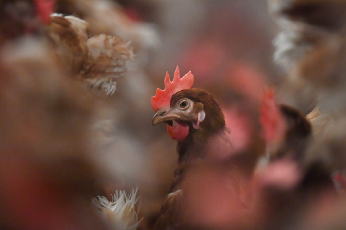 Les poules sont des alliées précieuses pour l'entretien du jardin.