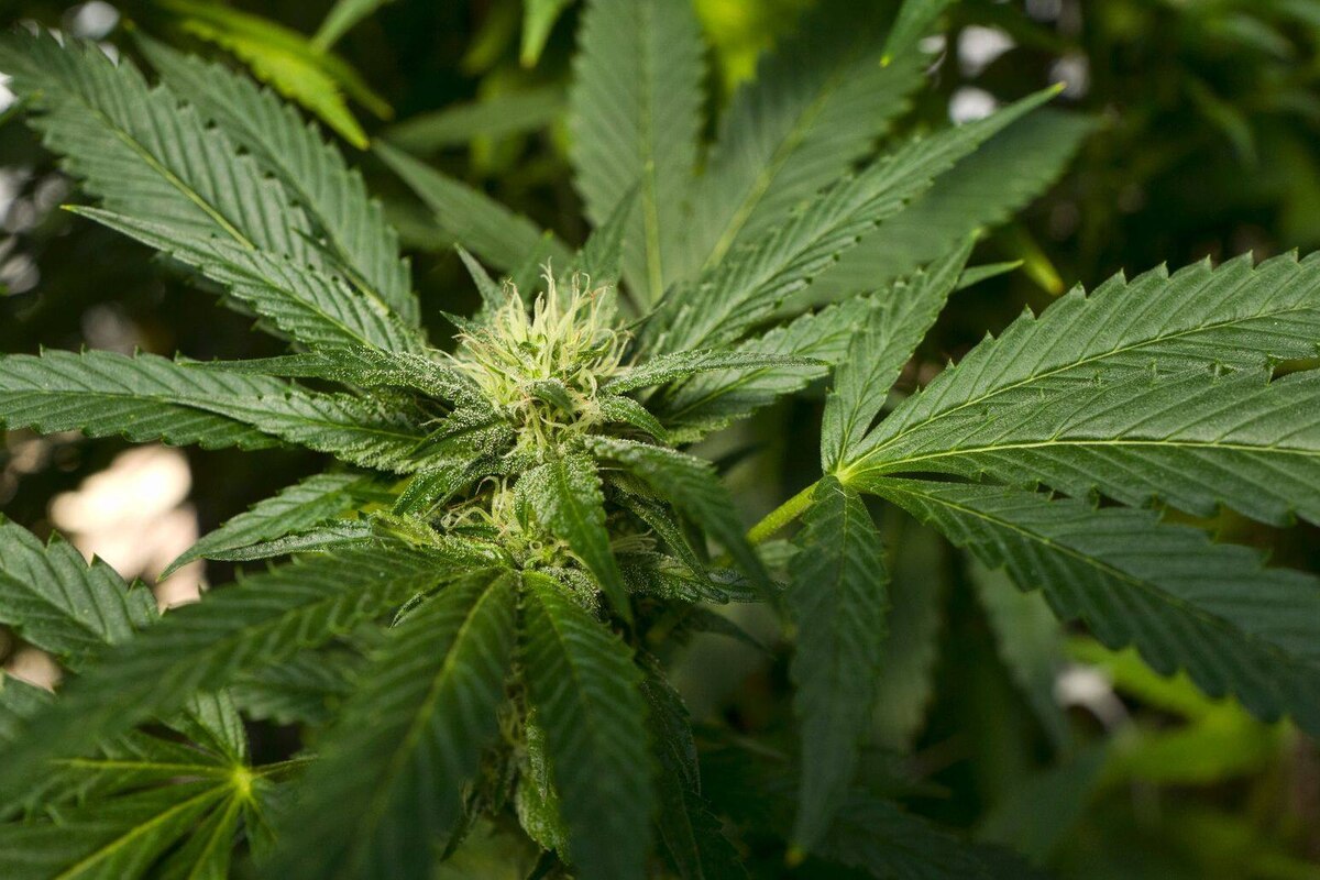 Voici le premier vin au cannabis