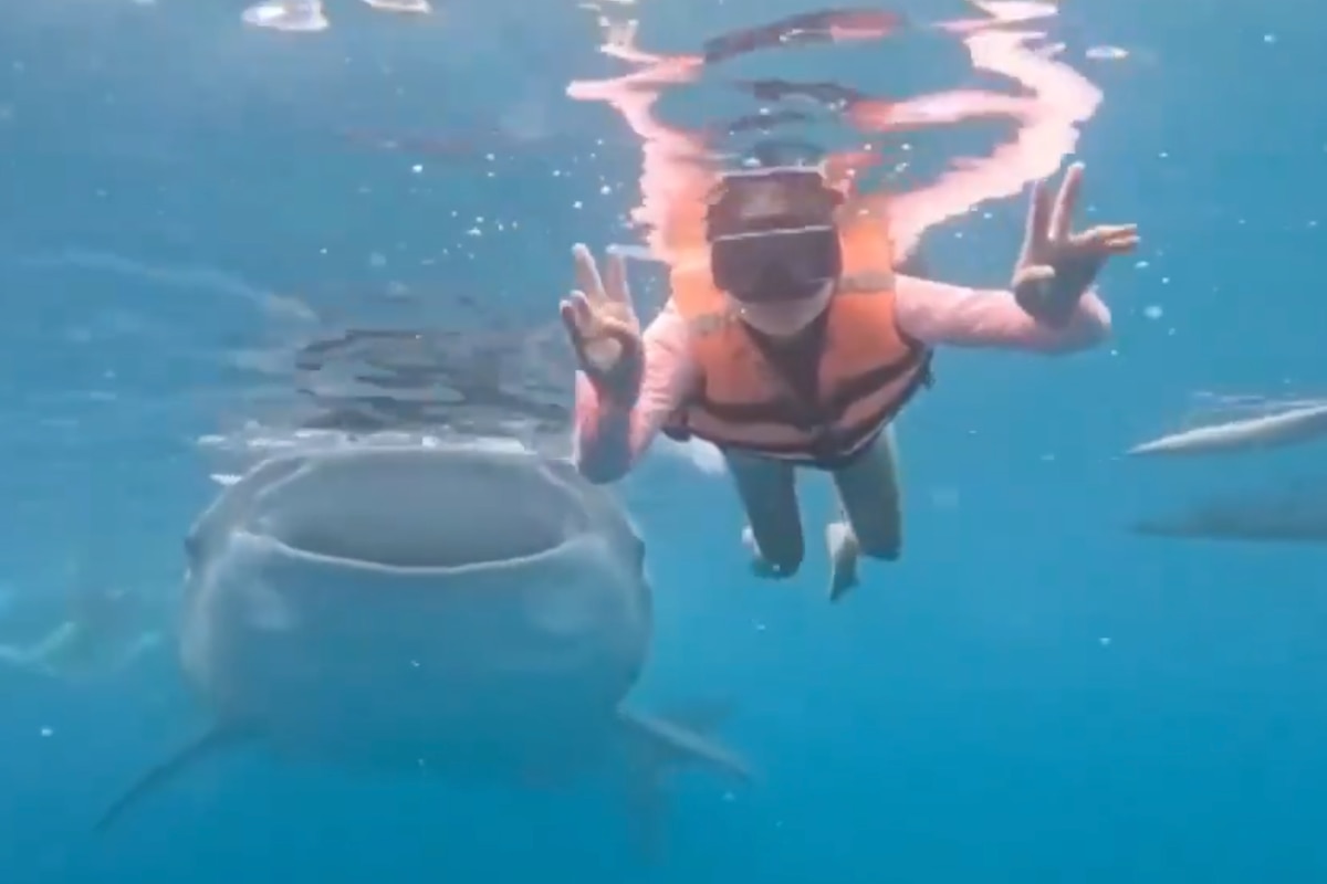 Requin-baleine.