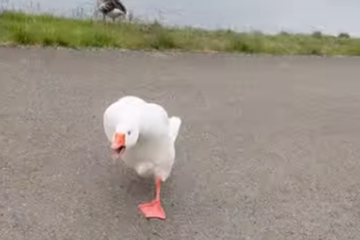 Après la buse de Dinant, un nouvel animal fait parler de lui en Belgique: "À chaque fois que je le vois, mon cœur s'emballe"