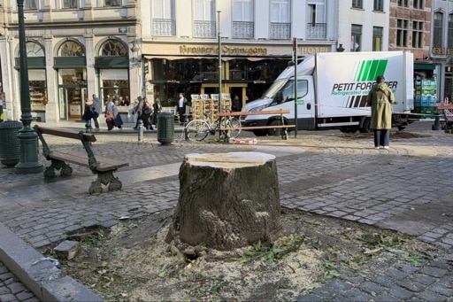 Tempête Austen - Bruxelles: Ecolo-Groen déplore la coupe de tous les arbres du Marché aux Herbes