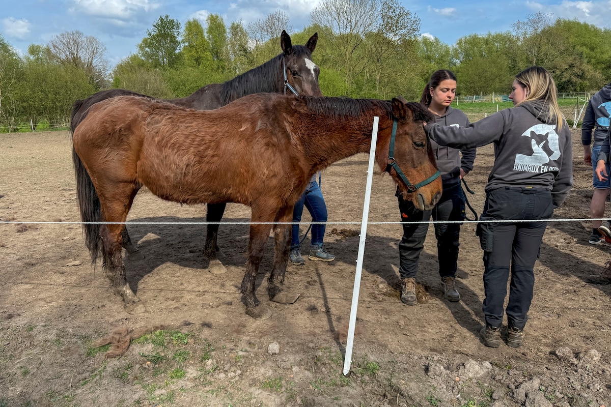 Les refuges pour animaux de ferme constatent des abandons faute de moyens.