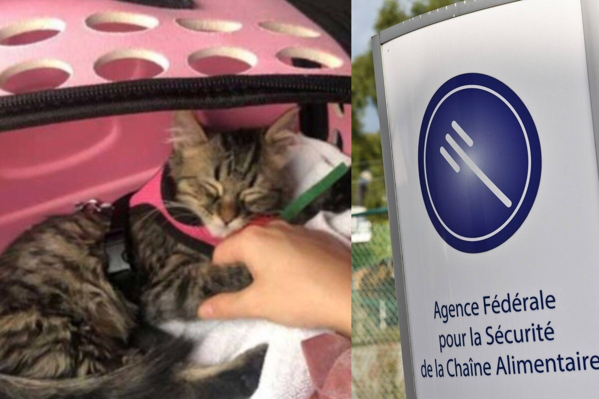 "Nous devons trouver ce chat. C'est une question de santé publique!" : l'AFSCA réagit à l'affaire du chaton Lee